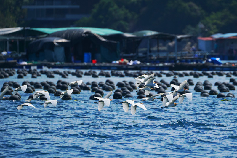 are a species of sea bird that typically visit the coastal area
