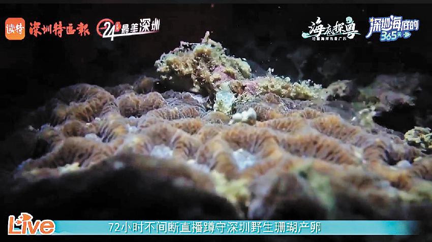 珊瑚直播.jpg