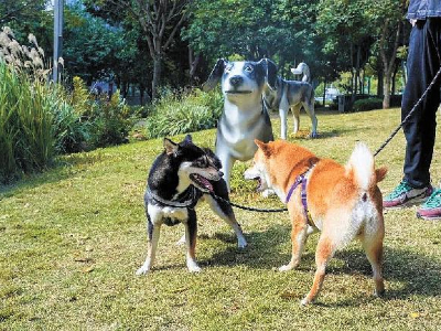 pet2.jpeg