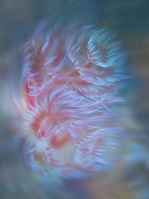z缨鳃虫.jpeg
